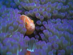 This purple anemone really caught my eye, and the pink an... by Beverly J. Speed 